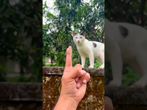Kitten meowing to attract Cats π | Cat videos | Cat sound | Cat voice | Cat | Cats meowing | Cats