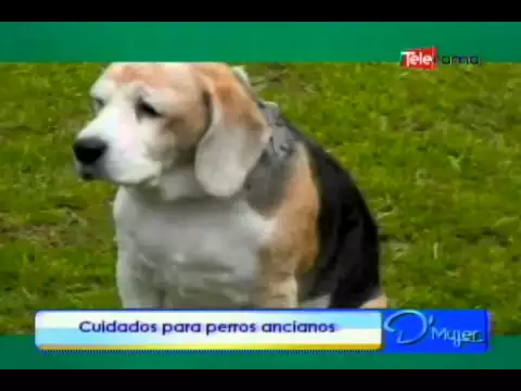 Cuidados para perros ancianos