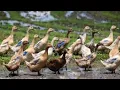 Download Lagu SUARA BEBEK DAN MENGENAL BINATANG BEBEK ( DUCK SOUND )
