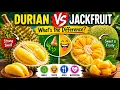 Durian vs Jackfruit Why Everyone Gets Them Wrong