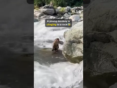 He loses the little monkey in the rapids, then goes back in 🐒❤️  #MonkeyRescue #AnimalRescue #Heart