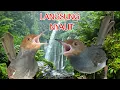 Download Lagu Suara pikat prenjak liar ampuh langsung kumpul