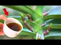 Download Lagu 1 kopje per week! Orchideeën produceren direct 1001 nieuwe wortels en bloemen!
