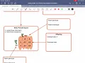 Apex Biology Study Guide 7 3 3 Predicting Genetic Outcomes