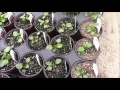 Week 7 at Honeymoon Acres 2016