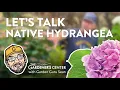 Let s Talk Native Hydrangea Garden Guru Sean at The Gardener s Center