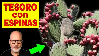 El Secreto del NOPAL para una Vida Mas Saludable