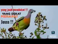 Download Lagu Pikat punai asli