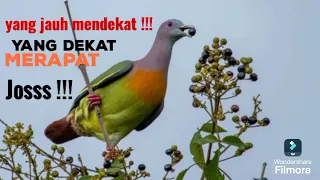pikat punai asli