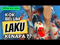 Lagu JUAL IKAN KOI KOK BELUM LAKU KENAPA YA !! PADAHAL MURAH DAN WAJIB DINEGO!! @LKNKEDIRI