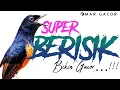 Download Lagu PANCINGAN MURAI BATU GACOR FULL EMOSI BONGKAR MATERI, SEKALI DENGAR LANGSUNG GACOR