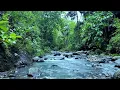 Download Lagu Aliran Air yang Damai dan Kicauan Burung ASMR | Pemandangan Suara Alami untuk Tidur, Belajar, dan Meditasi
