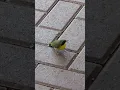 Download Lagu A Cute Warbler Comes To Visit💛 #wildbirds #warbler #cutebirds #prettybird