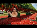 Download Lagu Harvesting Over 100kg of Sweet Strawberries and Bringing Them to the Market for Sale