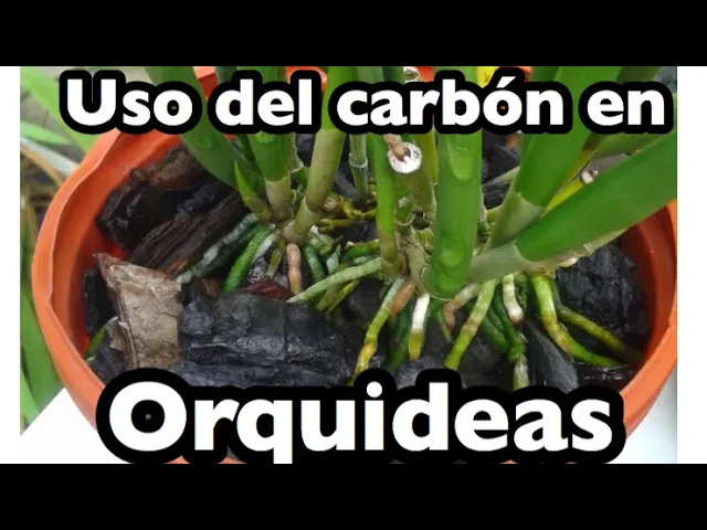 CARBON EN ORQUÍDEAS MEJOR SUSTRATO INORGANICO