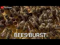 Download Lagu BEES BURST suara kerumunan lebah