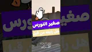 صغير النورس هل رأيته من قبل اسطنبول 