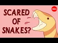 Watch this if you re scared of snakes - Andrew Whitworth