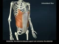 external obliques