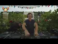 Cold Blue live at Luminosity Beach Festival 2025 #LBF25