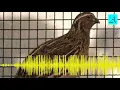 Download Lagu [Audio Master] Cukup 3 menit!!! Burung Puyuh bakal buka paruh dan gacor