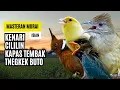 Download Lagu Masteran Murai Isian Kenari, Cililin, Kapas Tembak, Tengkek Buto