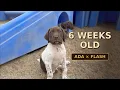 GSP Pups - 6 wks old