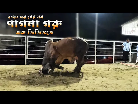 Download MP3 পাগলা গরু | Pagla goru 2024 |  Biggest Cow in Sadeeq Agro | The Taste Ranger