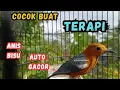 Download Lagu Panggilan Anis Merah. Merangsang Bunyi Jadi Gacor‼️| HW ANIS MERAH 