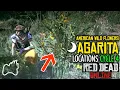 RED DEAD ONLINE AGARITA Cycle 4 Locations Appears 10pm - 5am American Wild Flowers Collection