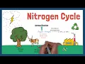 The Complete Nitrogen Cycle Explained Microbiology