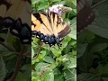 Download Lagu Butterfly #butterfly #butterflies #nature #indiana