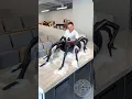 Download Lagu Chocolate Spider! 🕷️ This is the sweetest way to overcome your fear!Who is ready for Halloween?