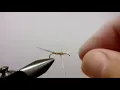 Grey Killer Fly