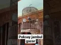Download Lagu poksay jambul gacor