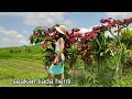 Download Lagu Burung - Burung Putih - Christine Panjaitan + Lirik