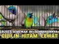 Lagu GAK USAH BELI CILILIN MUBAZIR || INI AJA  CUMA 170 RIBU MURAH MEWAH CILILIN HITAM LEWAT !!!