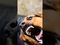 Download Lagu Anjing Galak Menggigit Polisi #subscribe #shortvideo #shortviral #anjing