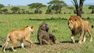 قرد بابون عجوز متعب يستسلم للأسود  وما حدث بعد ذلك أبكى الجميع  دندنها