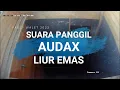 Suara Panggil Walet SP AUDAX LIUR EMAS