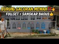 Download Lagu ASTAGA‼️ BURUNG GACORAN MEWAH DIJUAL FULLSET SAMA SANGKAR BAGUS🔥 KOK BERANI?