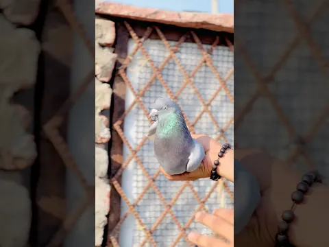 #pigeon #kabootarba #kabutar #kabutar