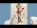 Where is a Squid s Brain Located - Squid Dissection
