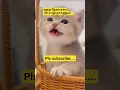 Download Lagu கதவ தட்டும் 🤔🤔🤔 #trending #catfunny #cat #virelshorts #shortsfeed 😀😀😀😂