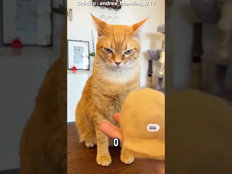 O que ele fez com o pelo do gato é genial 🤯