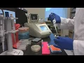 Lab 9 Part 1 Colony PCR