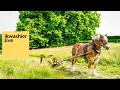 Download Lagu TRAILER 1’ Brabants Trekpaard maait gras - ikwashier.live in Provinciedomein Huizingen