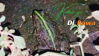 kodok ijo suara kodok