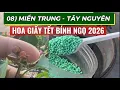 Lagu 08) MIỀN TRUNG-TÂY NGUYÊN  hoa giấy Tết Bính Ngọ 2026.