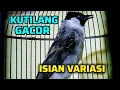 Suara Burung Kutilang Gacor Nembak Variasi Cocok Untuk Memancing Emosi